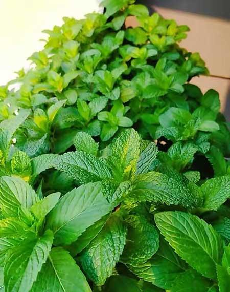 薄荷绿植怎么养