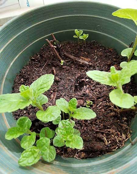 薄荷绿植怎么养