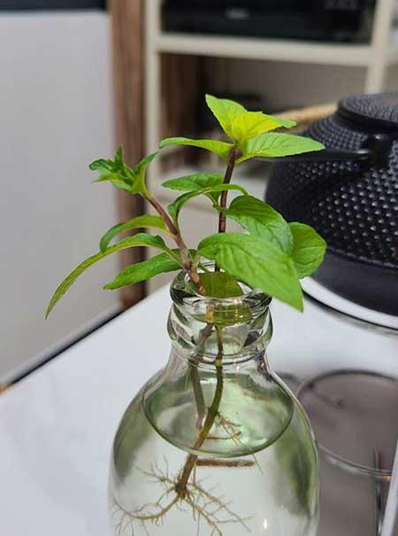 薄荷绿植怎么养