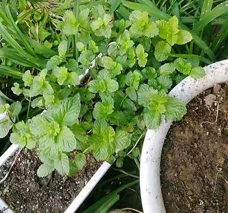 薄荷绿植怎么养