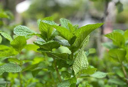 薄荷绿植怎么养
