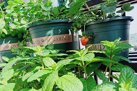 薄荷绿植怎么养