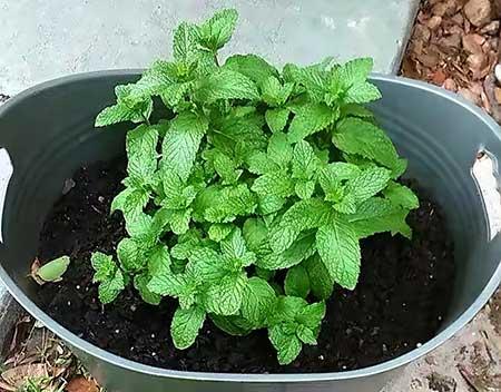 薄荷绿植怎么养
