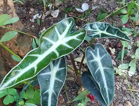 小仙女绿植怎么养