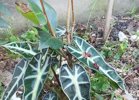小仙女绿植怎么养