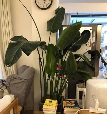 天堂鸟绿植好养活吗