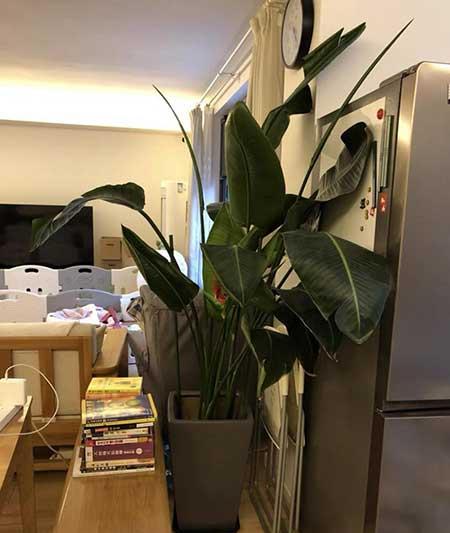 天堂鸟绿植好养活吗