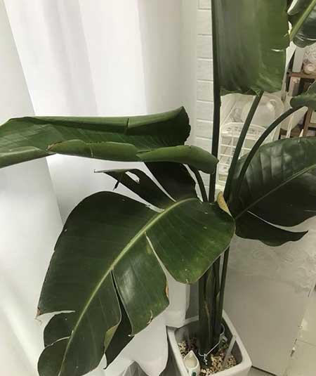 天堂鸟绿植好养活吗