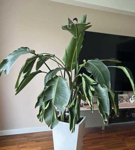 天堂鸟绿植好养活吗