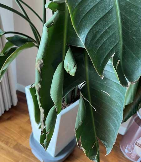 天堂鸟绿植好养活吗