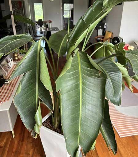 天堂鸟绿植好养活吗