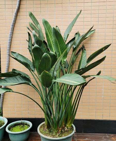 天堂鸟绿植好养活吗