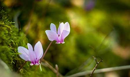 属兔养什么花