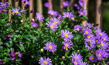 室内适合养的18种植物花