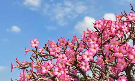 室内适合养的18种植物花