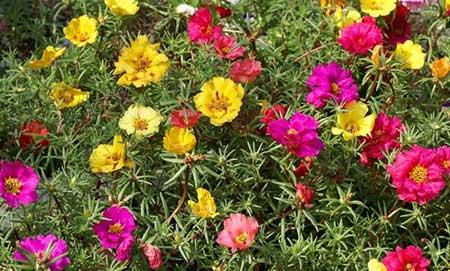 室内适合养的18种植物花