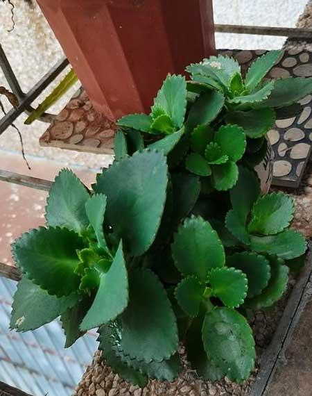 室内适合养的18种植物花