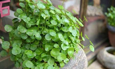 室内适合养的18种植物花