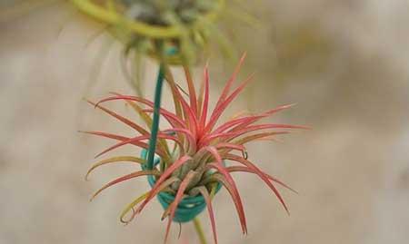 室内适合养的18种植物花