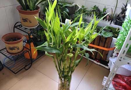 室内适合养的18种植物花