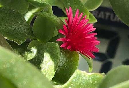 室内适合养的18种植物花