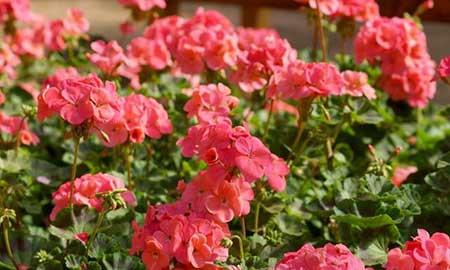 室内适合养的18种植物花