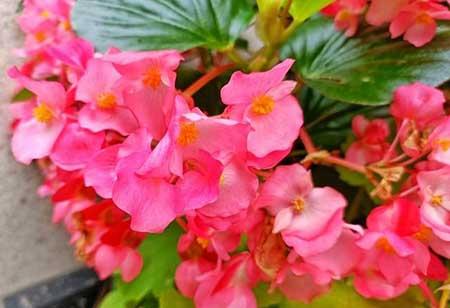 室内适合养的18种植物花