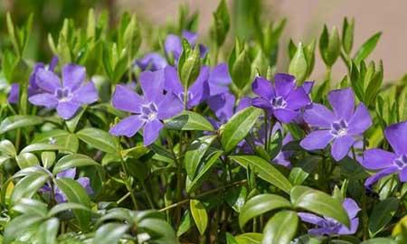 室内适合养的18种植物花