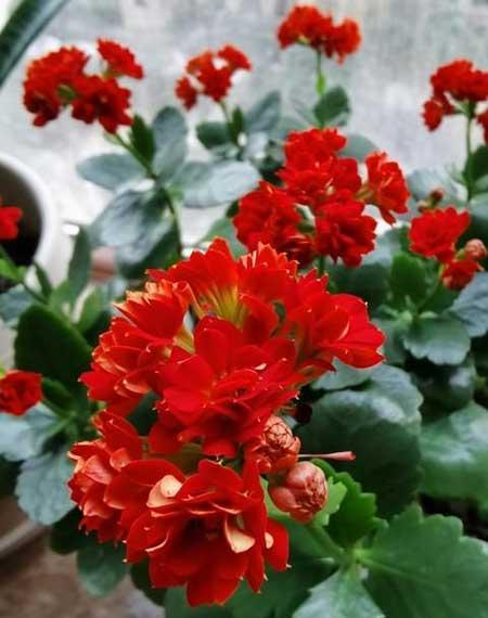 室内适合养的18种植物花