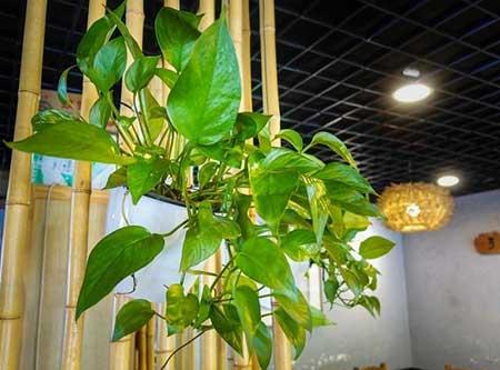 室内适合养的18种植物花