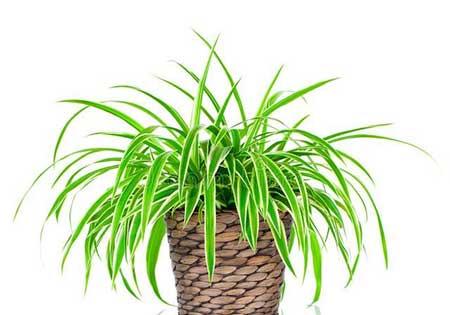 室内适合养的18种植物花