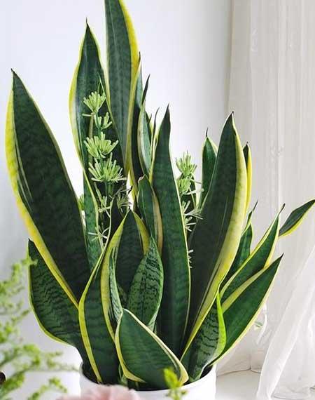室内适合养的18种植物花