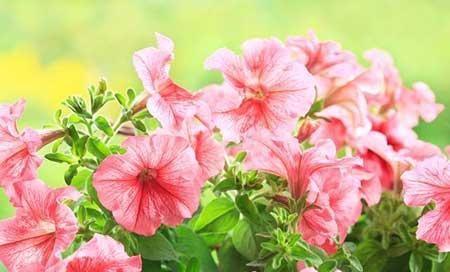 室内适合养的18种植物花