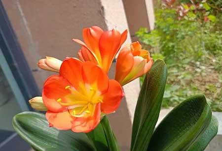 室内好养活的花