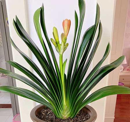 室内好养活的花