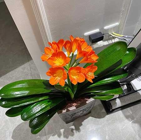 室内好养活的花