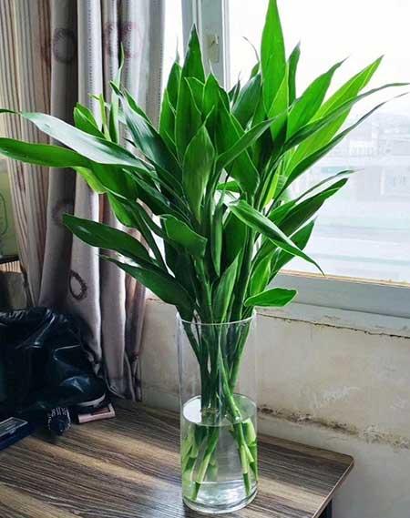 室内好养活的花