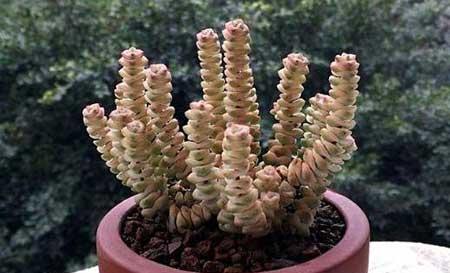 钱串子绿植的养护方法