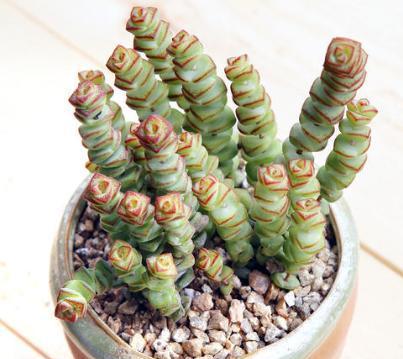 钱串子绿植的养护方法