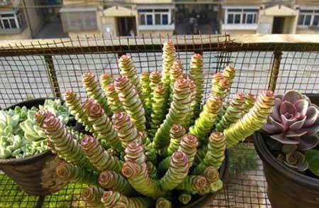 钱串子绿植的养护方法