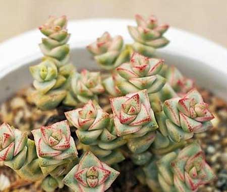 钱串子绿植的养护方法