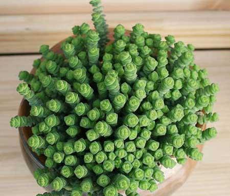 钱串子绿植的养护方法