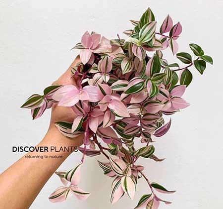 绿植油画怎么养
