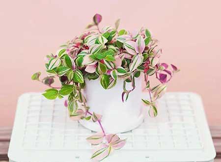 绿植油画怎么养