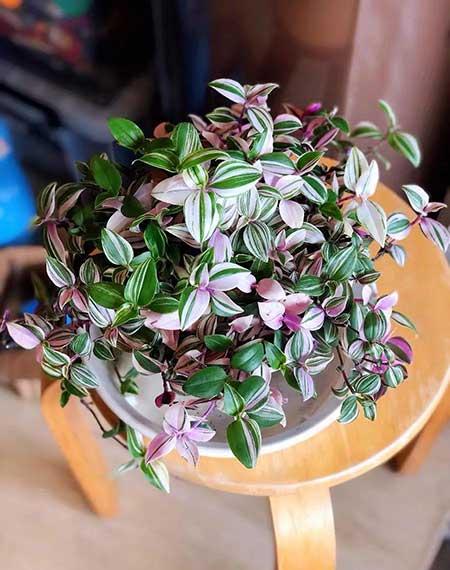 绿植油画怎么养