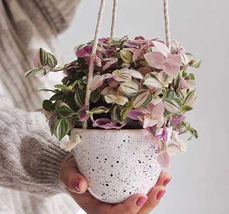 绿植油画怎么养