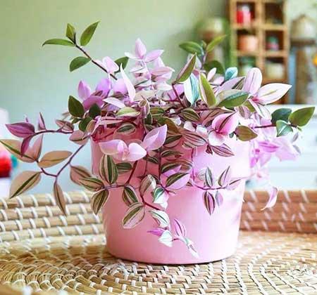 绿植油画怎么养