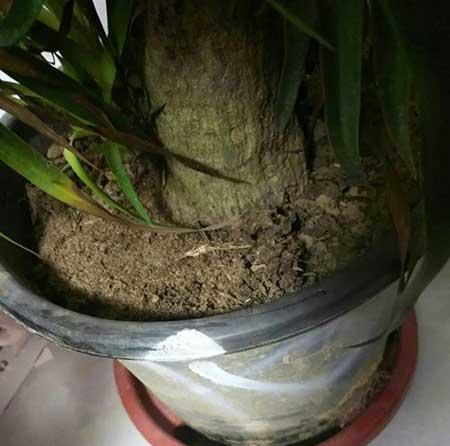 客厅什么花最好养