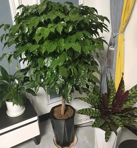 客厅什么花最好养