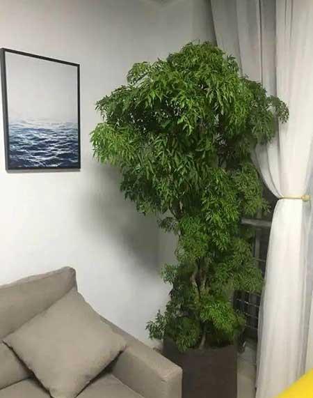 客厅什么花最好养
